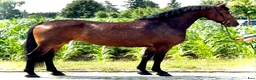 Allround hästar till salu: Top Quality and  Pleasant 8 yo mare-Salwinia  - Annons 5