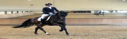 Dressyr hästar till salu: Exklusiva dressyrhästar i olika åldrar - Annons 12