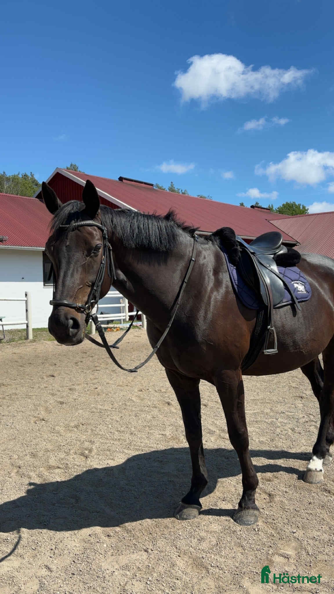  hästar Vackert sto för lättare ridning.  i Torslanda - Annons 10