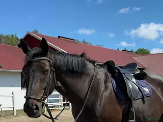 hästar Vackert sto för lättare ridning. i Torslanda - Annons 14