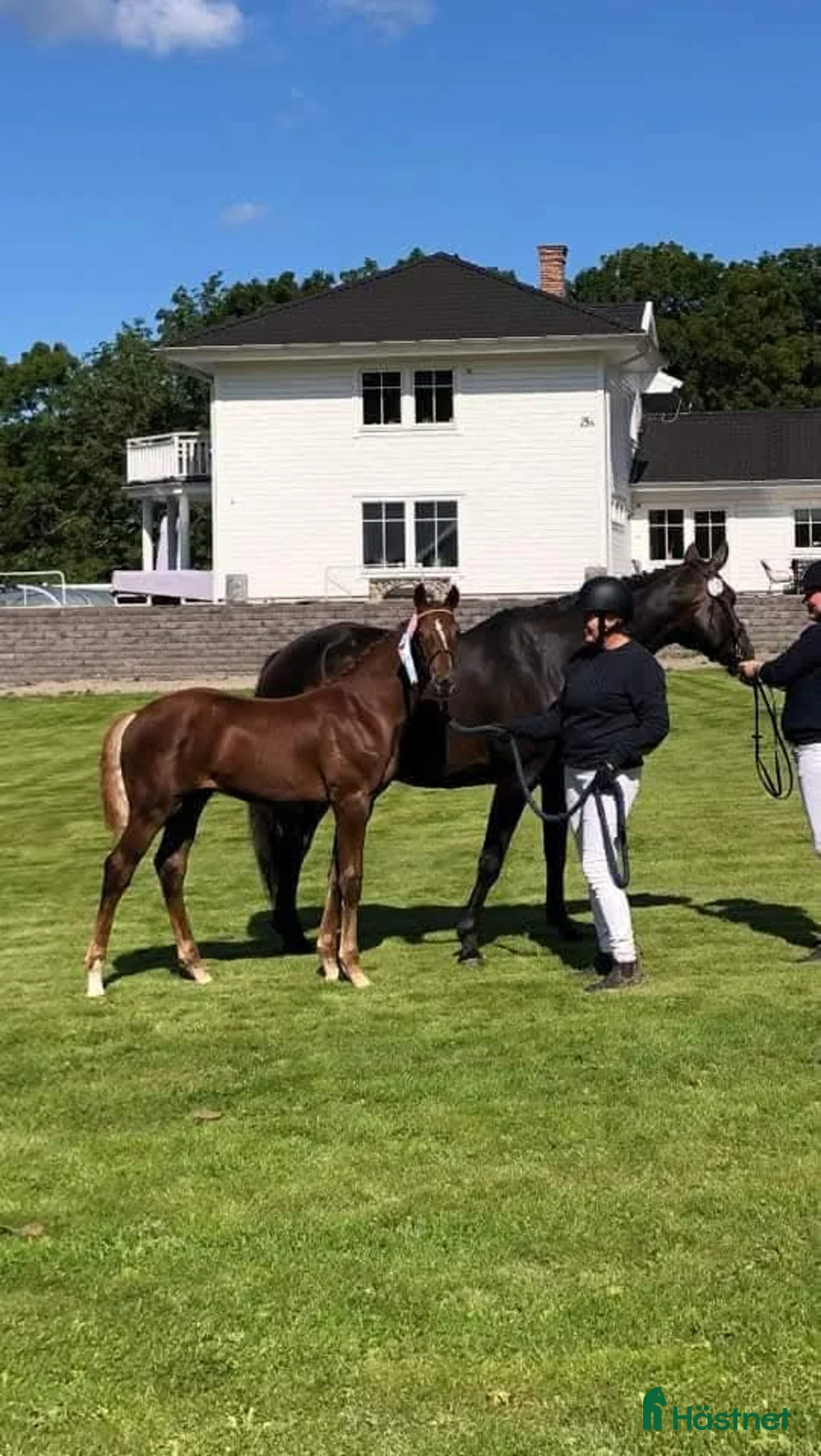 Avelshästar hästar till salu: Fint sto till avel - Annons 4