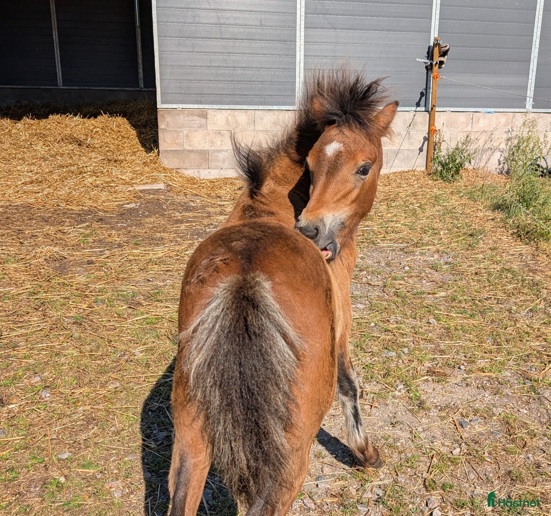 Allround hästar till salu: Rollo söker nya buskumpaner våren 2026 i Falköping - Annons 2