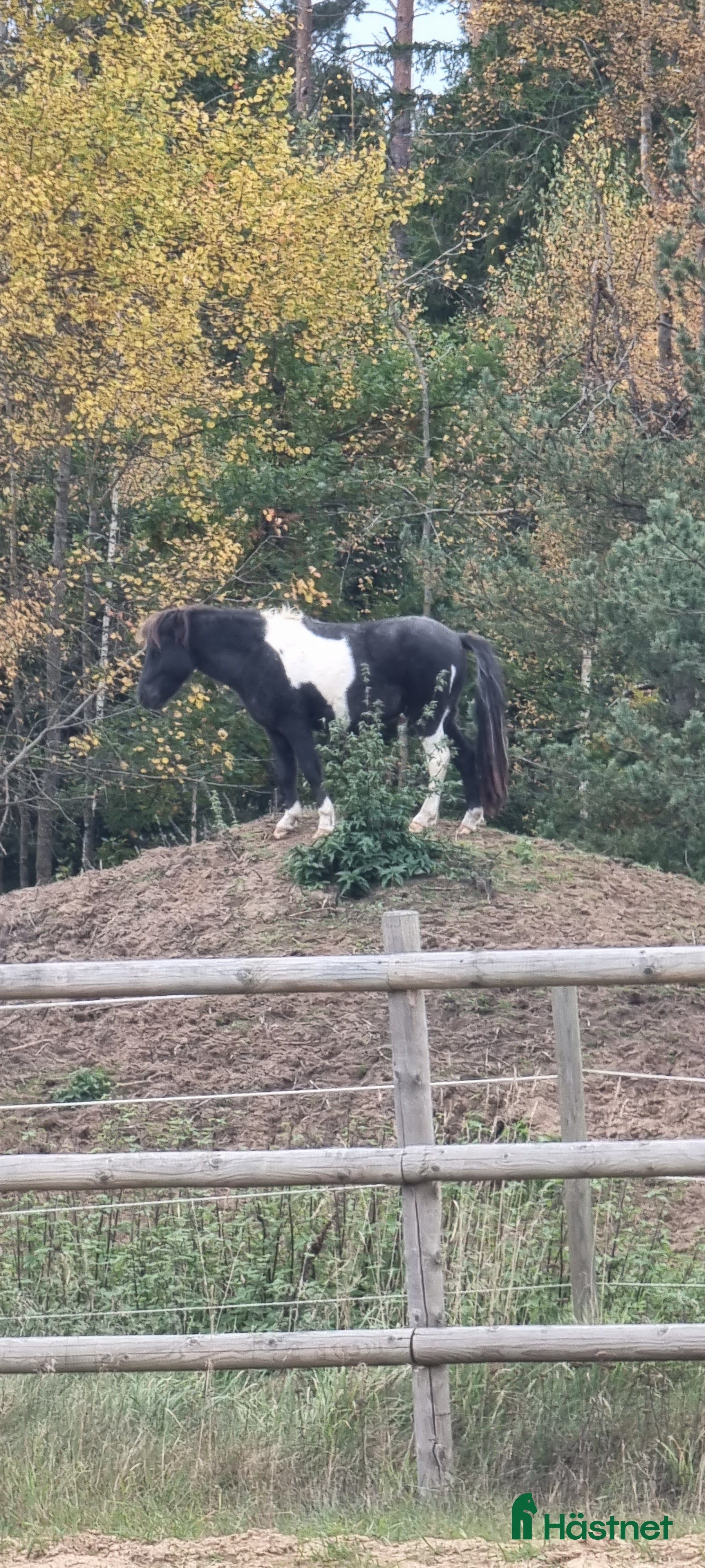 Allround hästar till salu: Mini american curly hingst i Skara - Annons 1