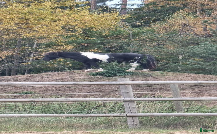  hästar i Skara - Annons 3