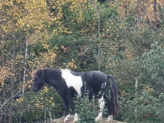 Allround hästar till salu: Mini american curly hingst i Skara - Annons 1