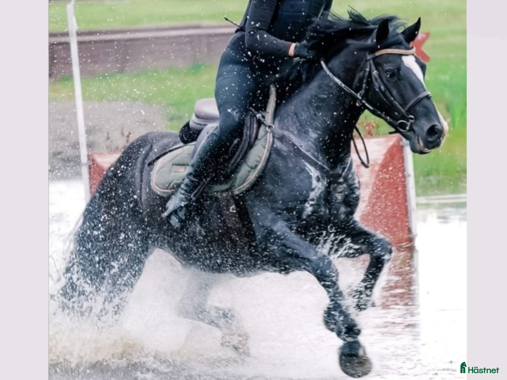 Dressyr hästar till salu: Talangfull maxad C-ponny - Annons 1