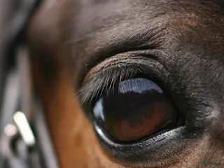 foderhäst Ponny sökes i Össjö - Annons 1