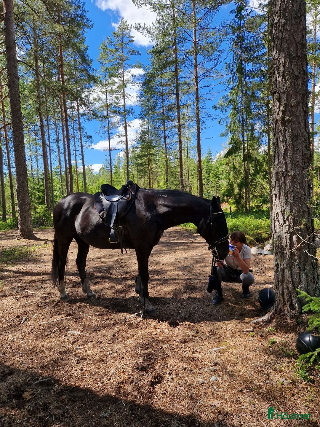  medryttarhäst sökes: Trygg medryttarhäst - Annons 8