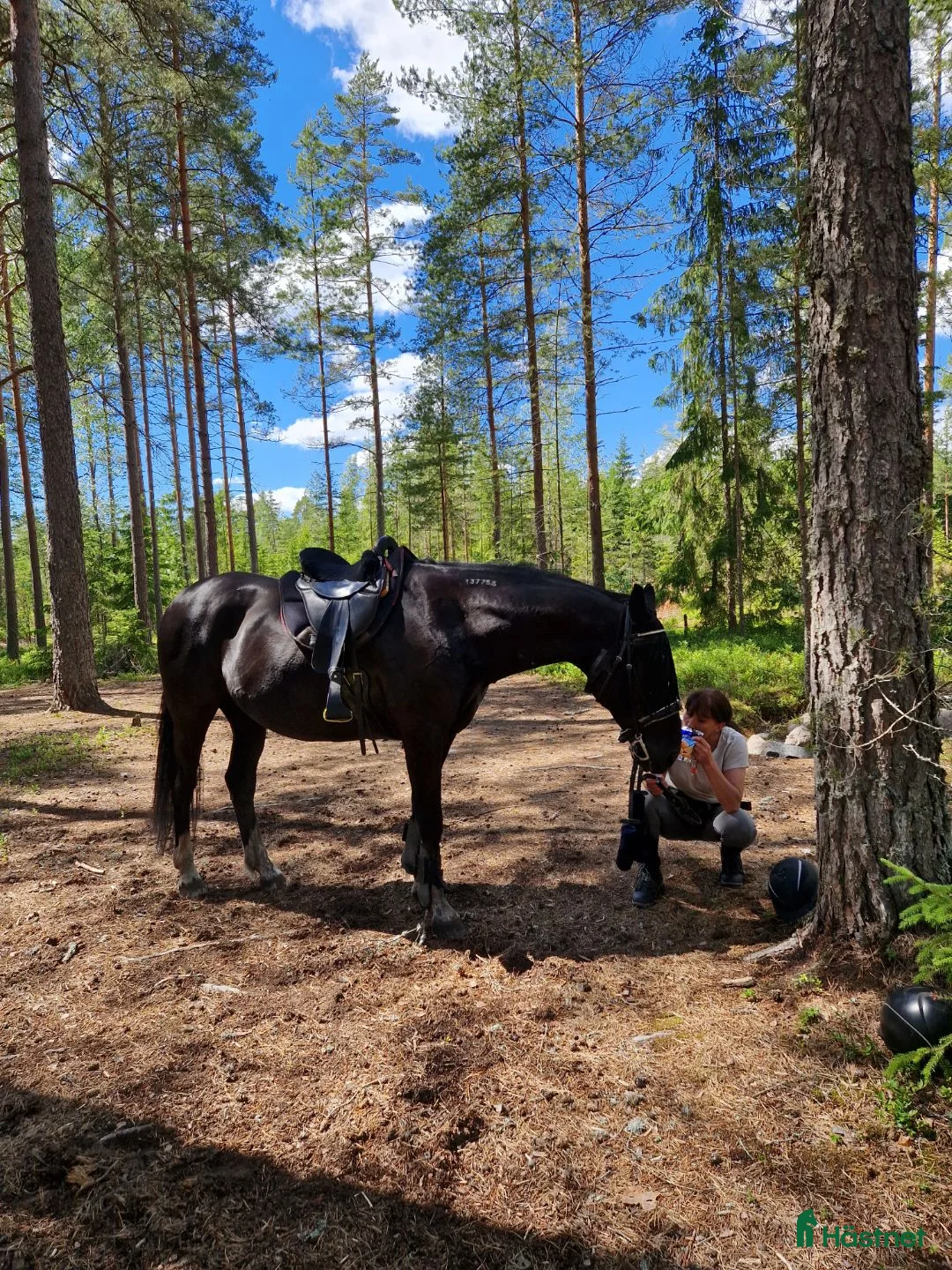  medryttarhäst sökes: Trygg medryttarhäst i Karlstad - Annons 1