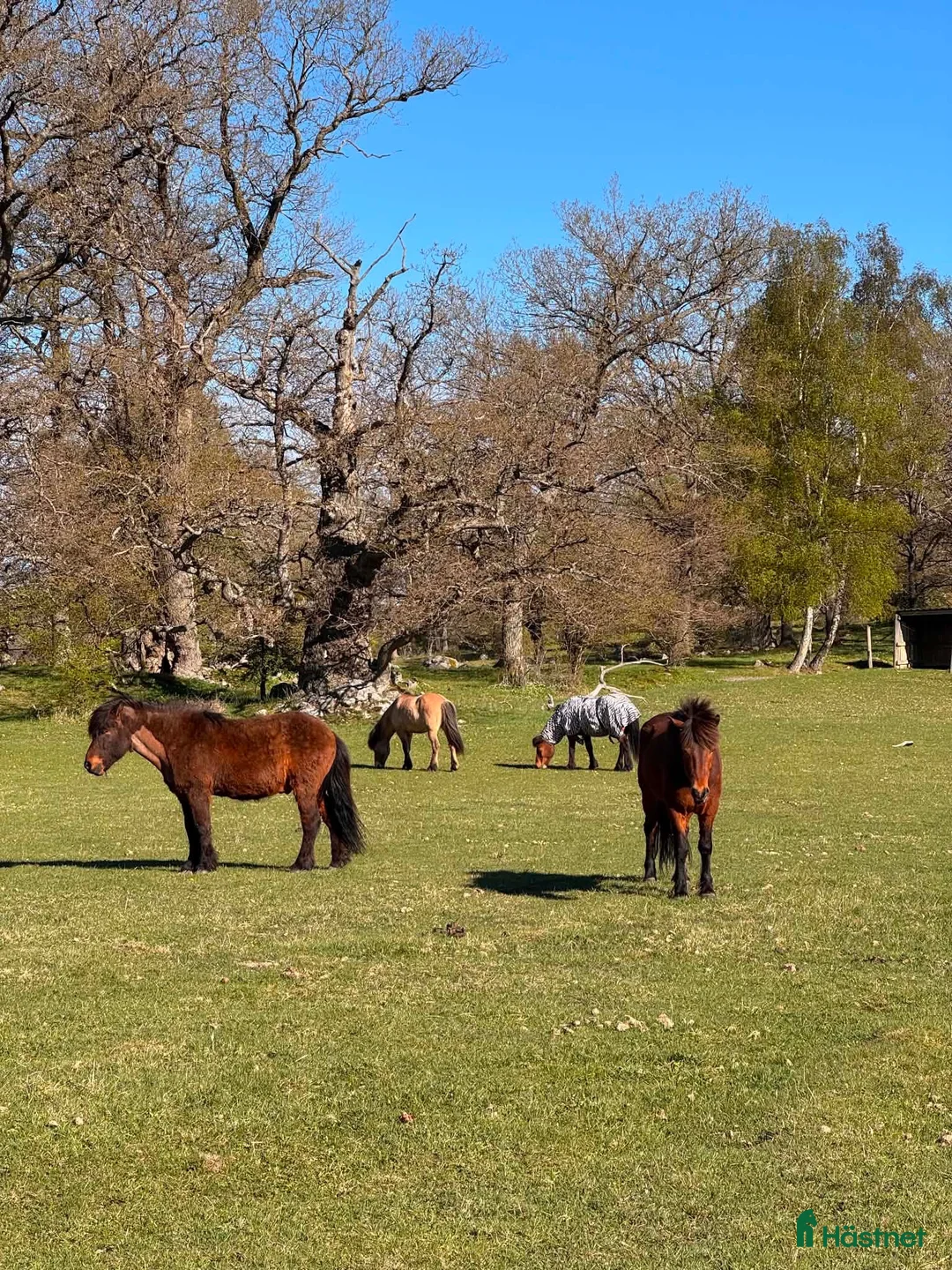  stallplats finnes: LÖSDRIFT, NATUR & GEMENSKAP NÄRA STOCKHOLM - Annons 3