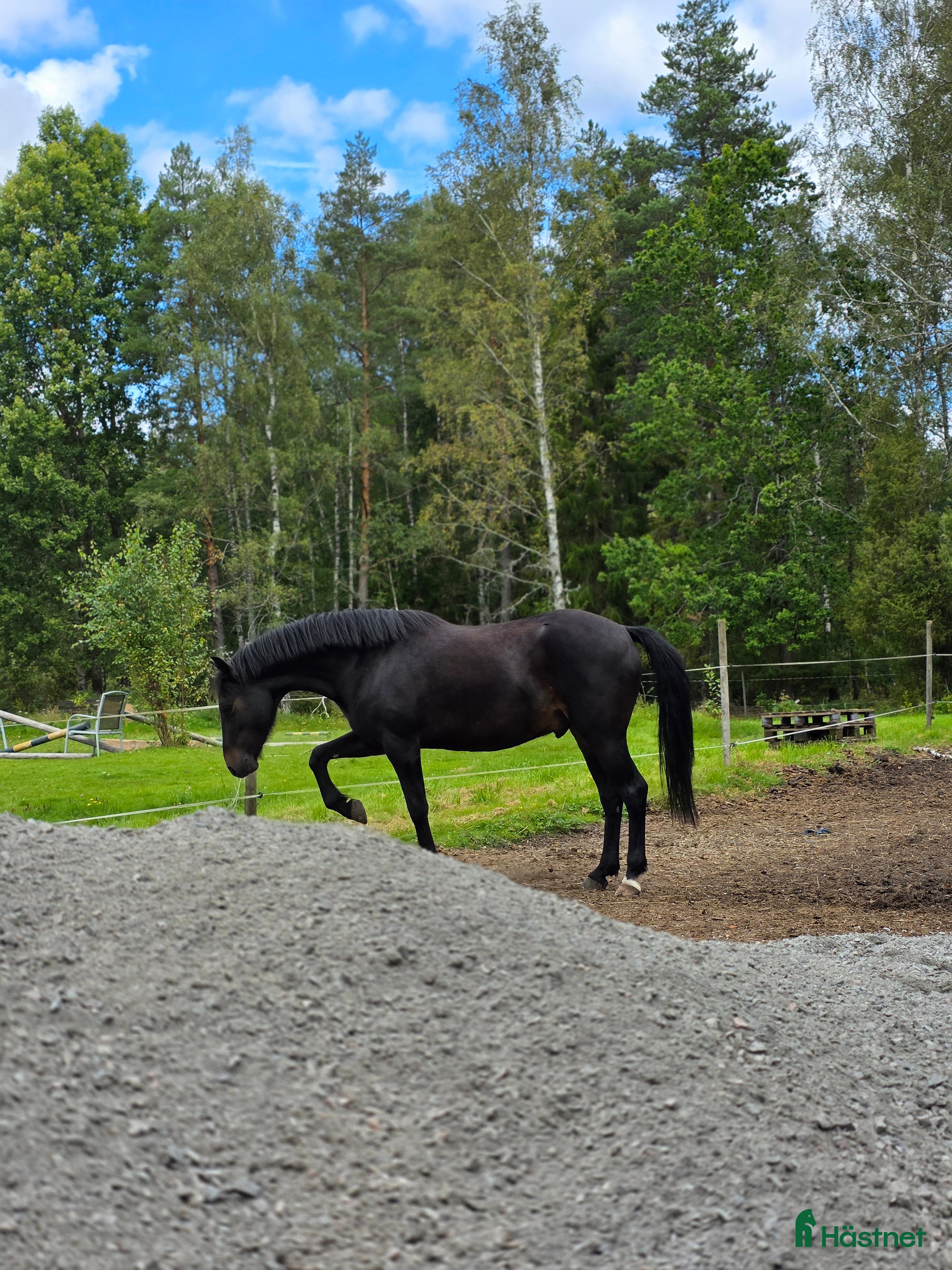  hästar Berry - din nästa stjärna ☆ i Kungsör - Annons 12