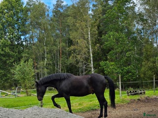 hästar Berry - din nästa stjärna ☆ i Kungsör - Annons 2
