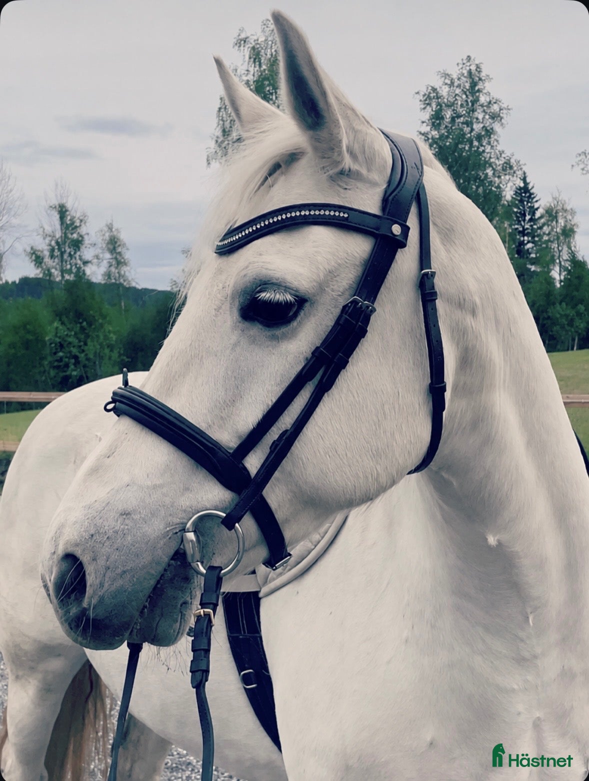  foderhäst finnes: Världens bästa Lilly söker fodervärd - Annons 1
