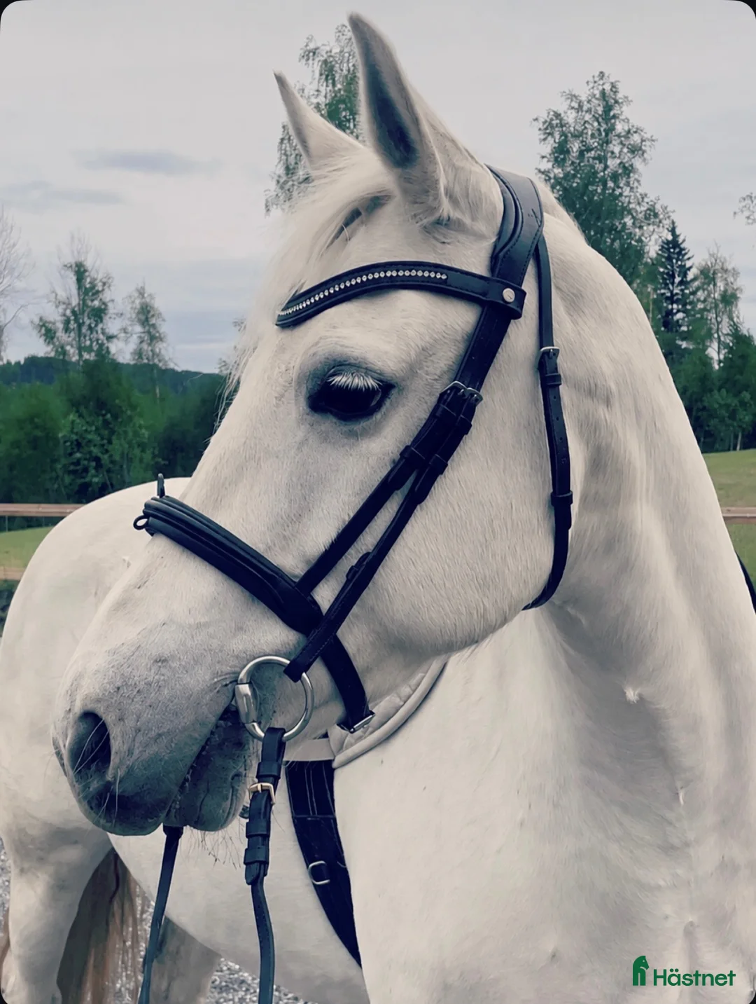  foderhäst finnes: Världens bästa Lilly söker fodervärd i Gävle - Annons 1