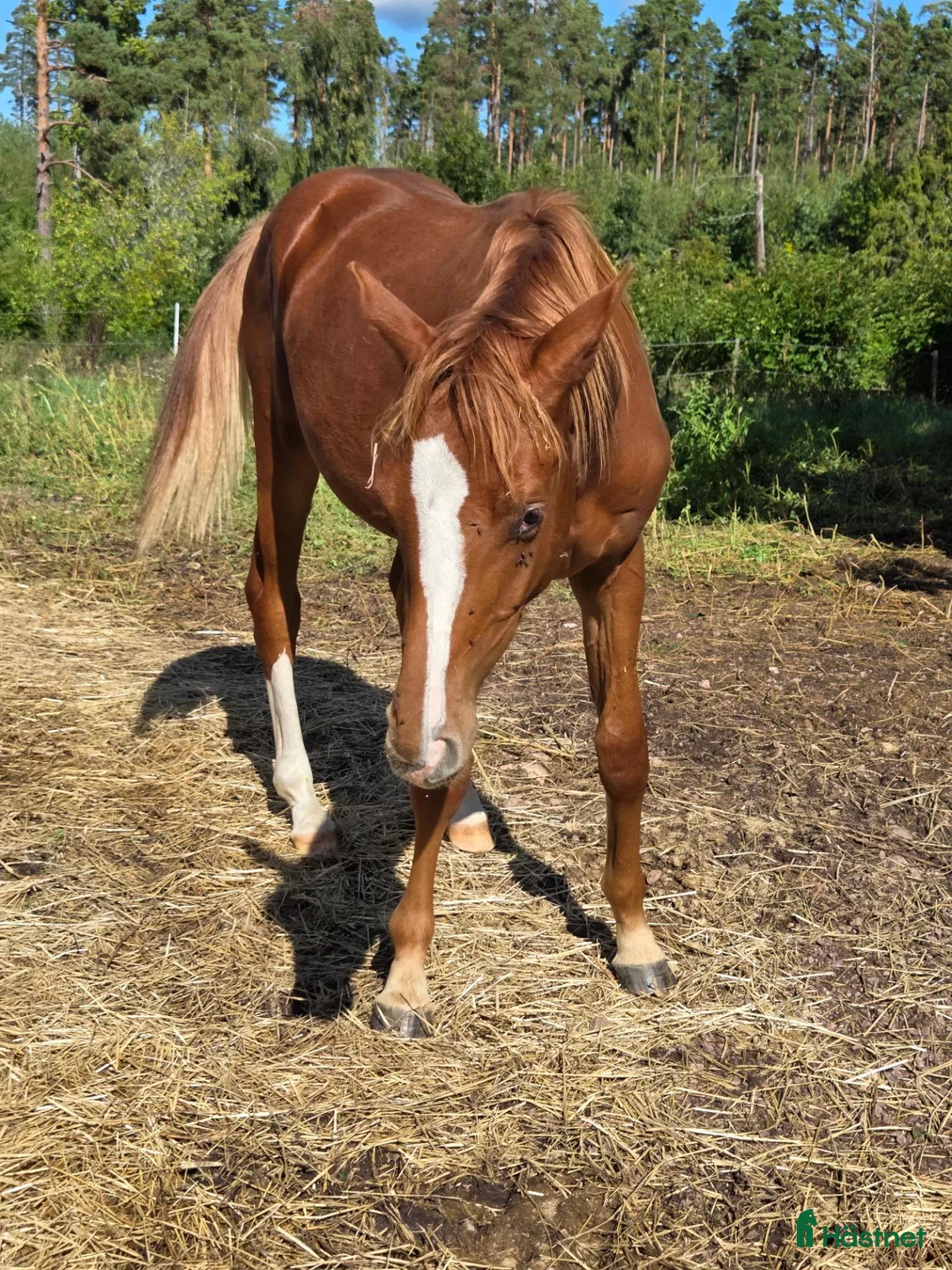 Allround hästar till salu: Elegant 1-åring - Annons 2