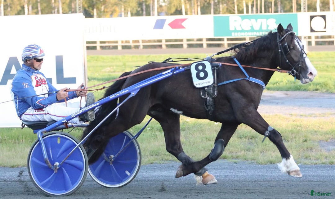 Trav hästar till salu: Lovande Unghäst med Toppstam i Skellefteå - Annons 1