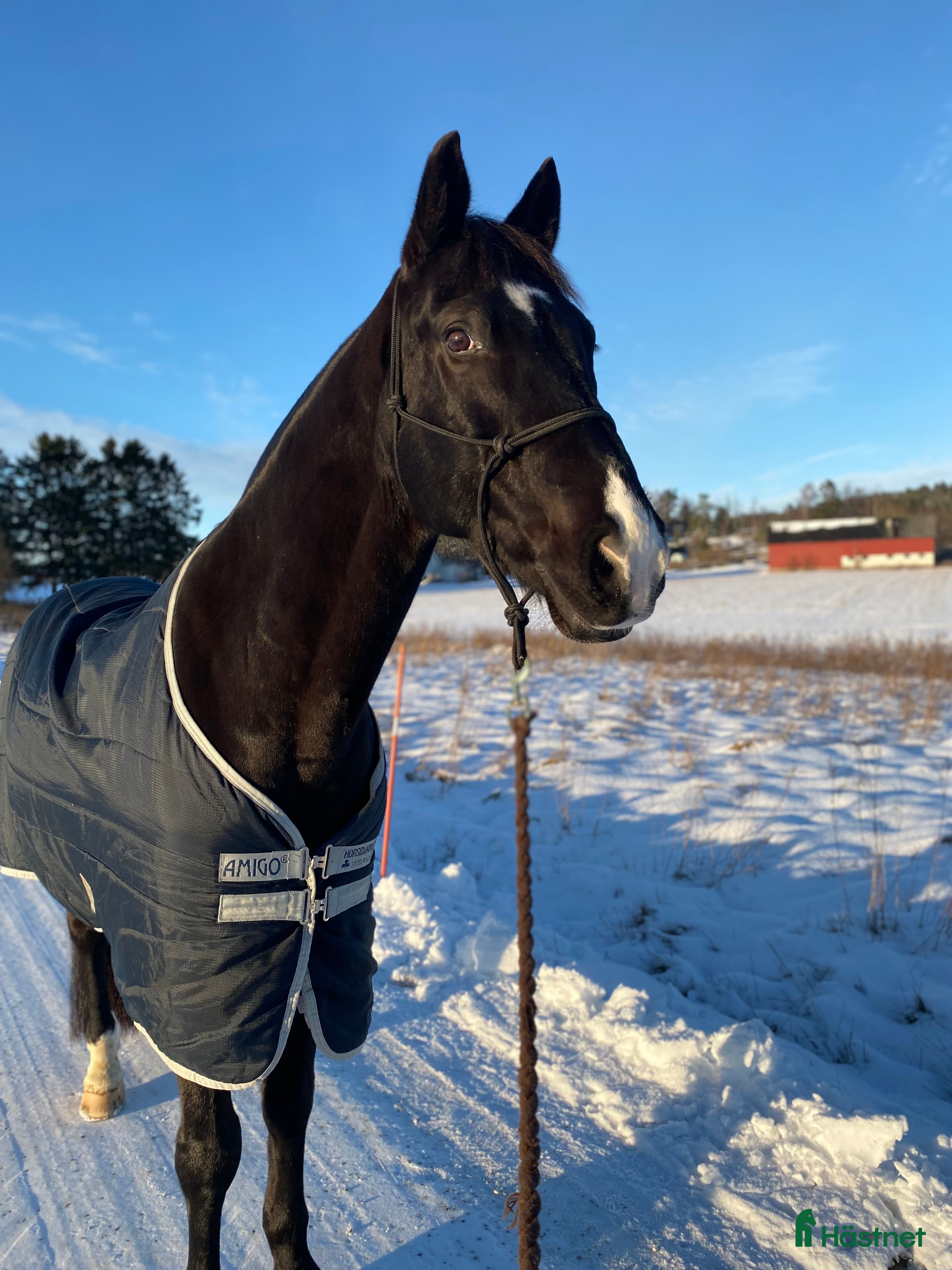  hästar Monark söker ny Kompis - Annons 11