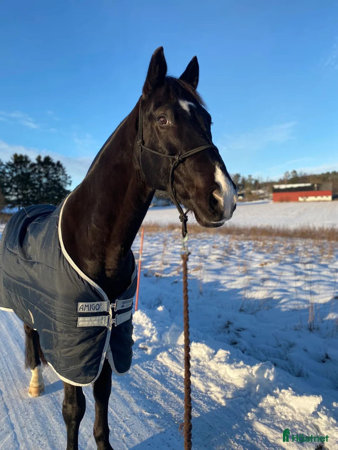 Allround hästar till salu: Monark söker ny Kompis - Annons 1