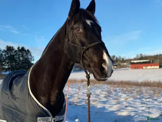 hästar Monark söker ny Kompis - Annons 11