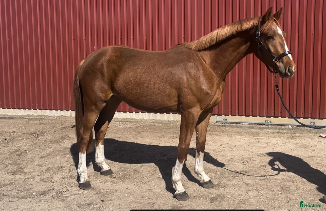 Hoppning hästar till salu: Vacker treåring med kapacitet  - Annons 2