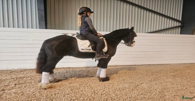  hästar i Lindesberg - Annons 15