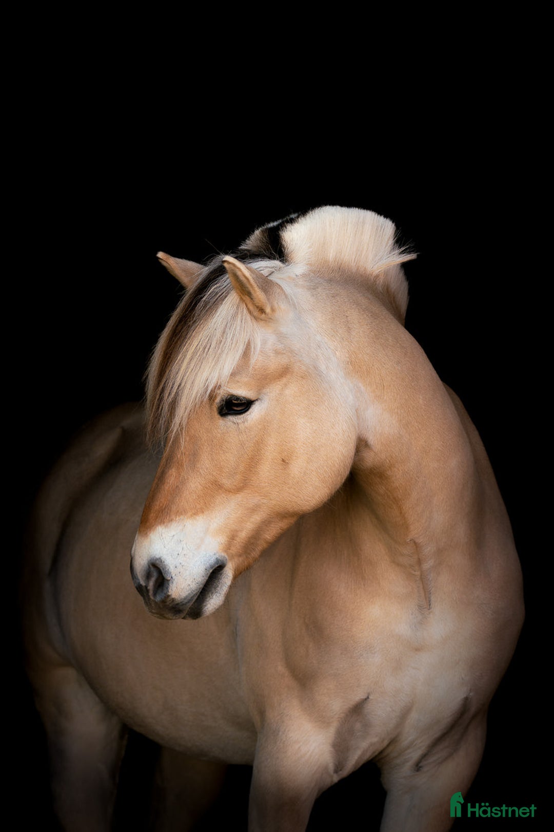 Allround hästar till salu: Välutbildad valack som älskar att hoppa i Skövde - Annons 2