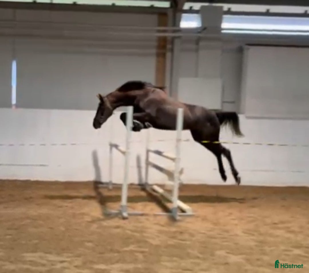 Hoppning hästar till salu: Framtida stjärna i Jönåker - Annons 1