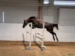 Hoppning hästar till salu: Framtida stjärna i Jönåker - Annons 1