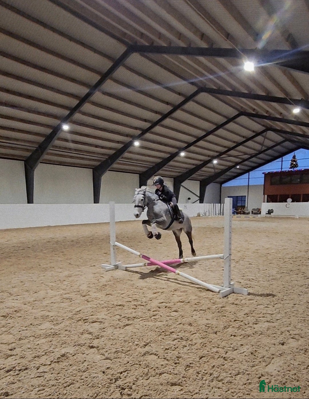 Allround hästar till salu: Drömponny! i Lindesberg - Annons 4