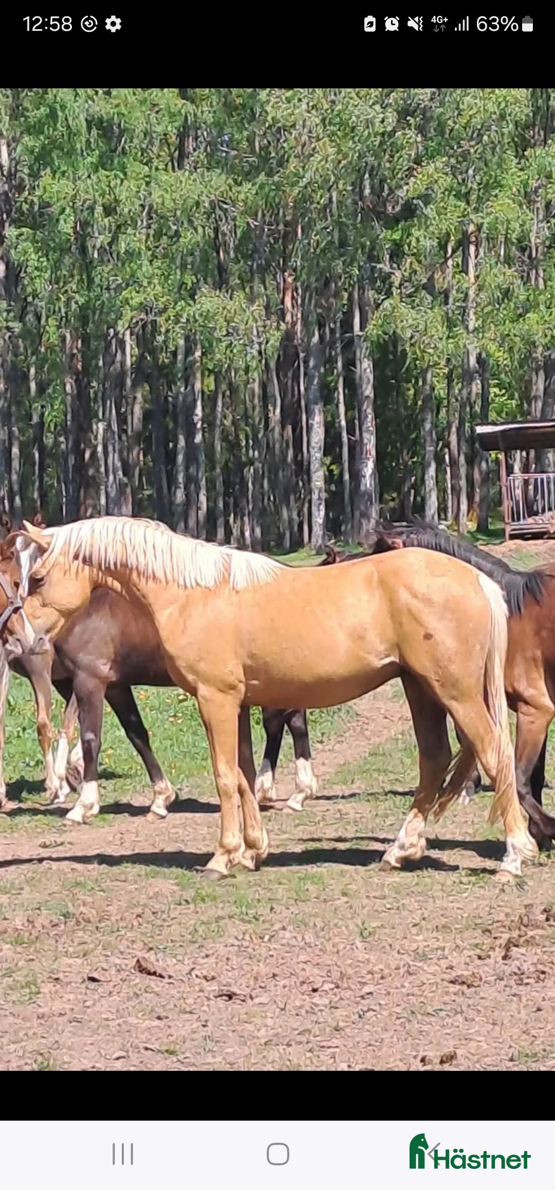 Allround hästar till salu: ✨️ Fantastisk D-ponny ✨️ - Annons 6