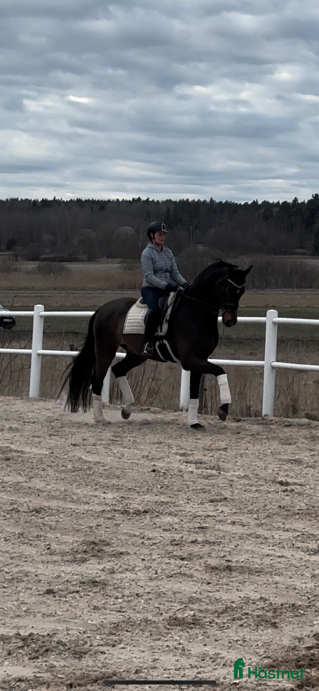 Dressyr hästar sökes: Samarbete dressyrhäst sökes/foder/hyra i Saltsjöbaden - Annons 1