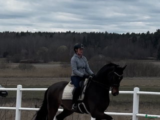 hästar Samarbete dressyrhäst sökes/foder/hyra i Saltsjöbaden - Annons 15