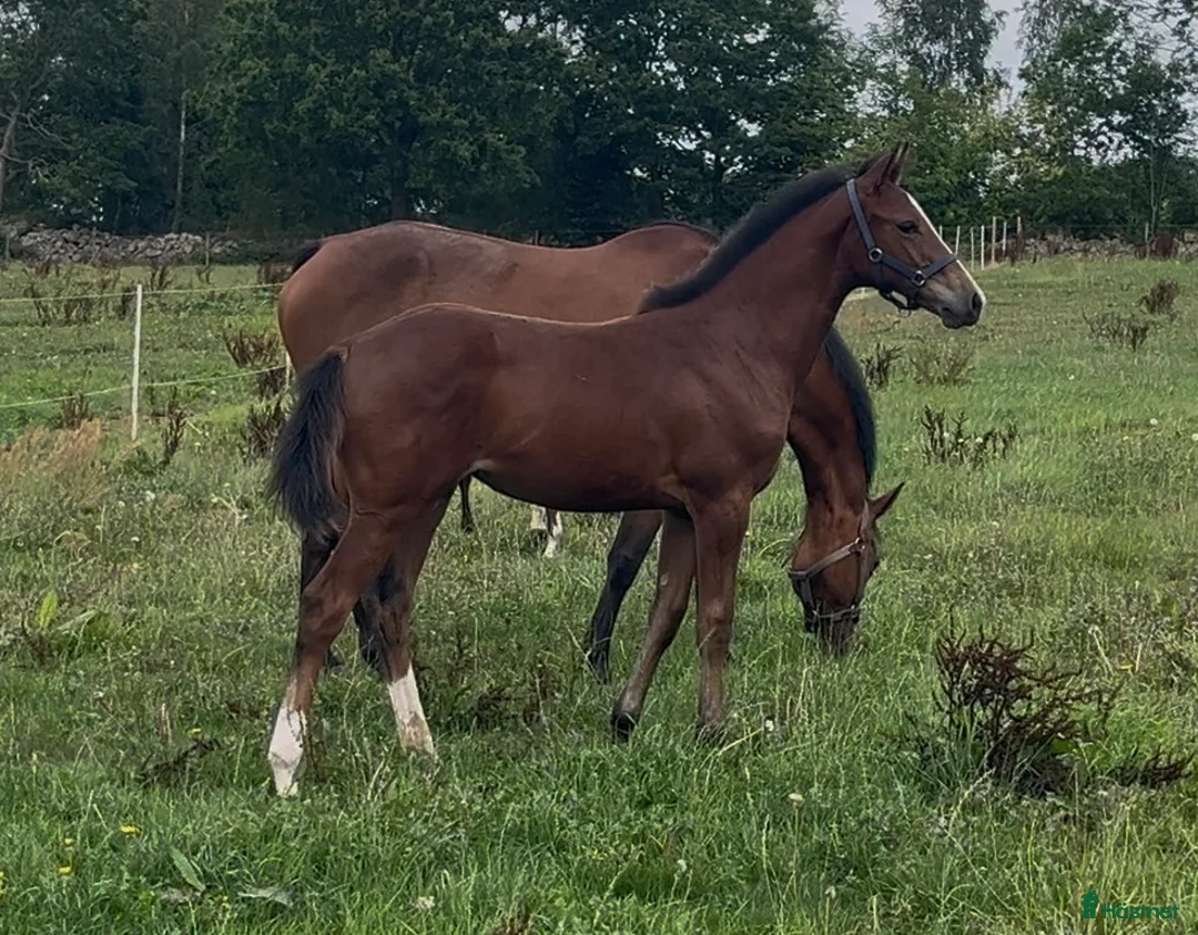 Allround hästar till salu: Vackert sto i Löberöd - Annons 2