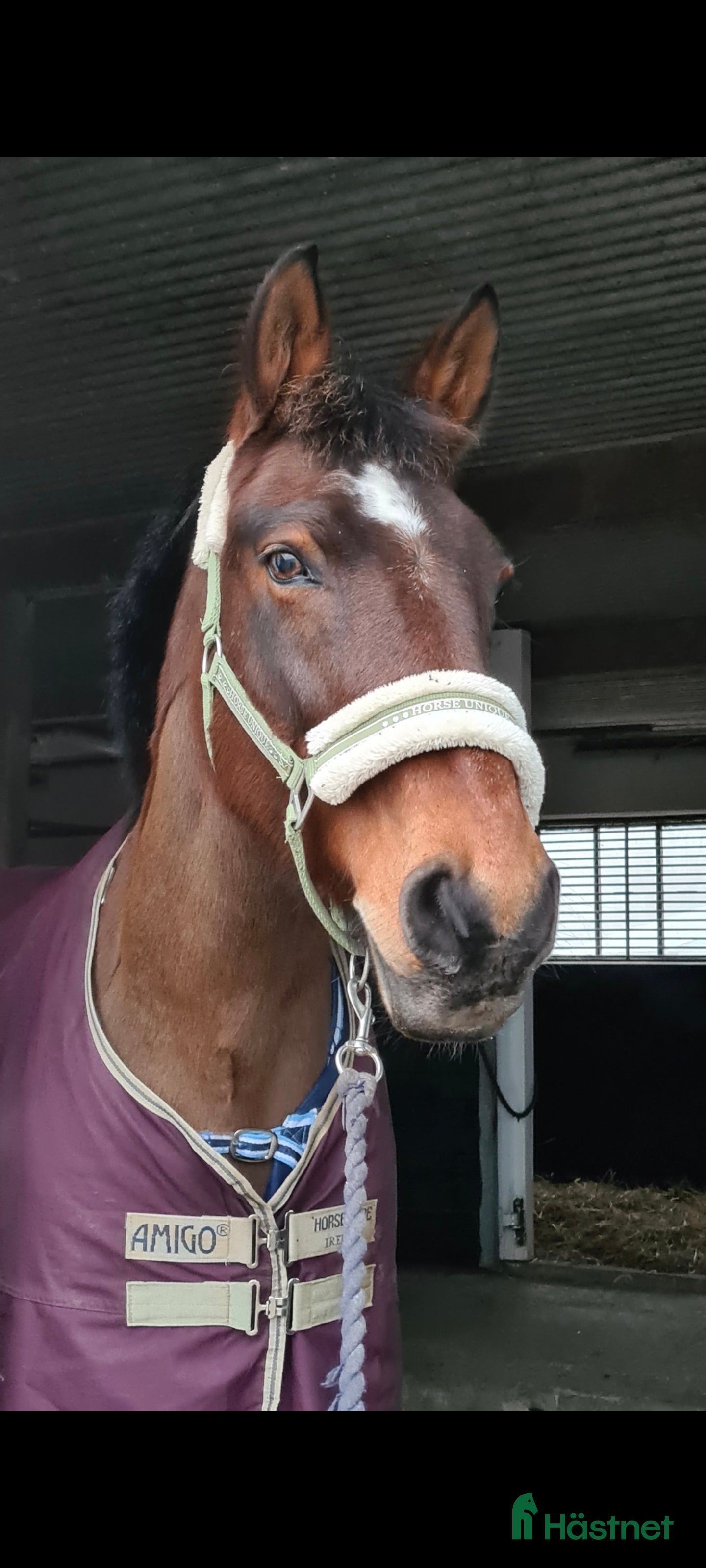  hästar Maxad d-ponny, sto läromästare allround - Annons 6