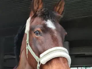 hästar Maxad d-ponny, sto läromästare allround - Annons 1