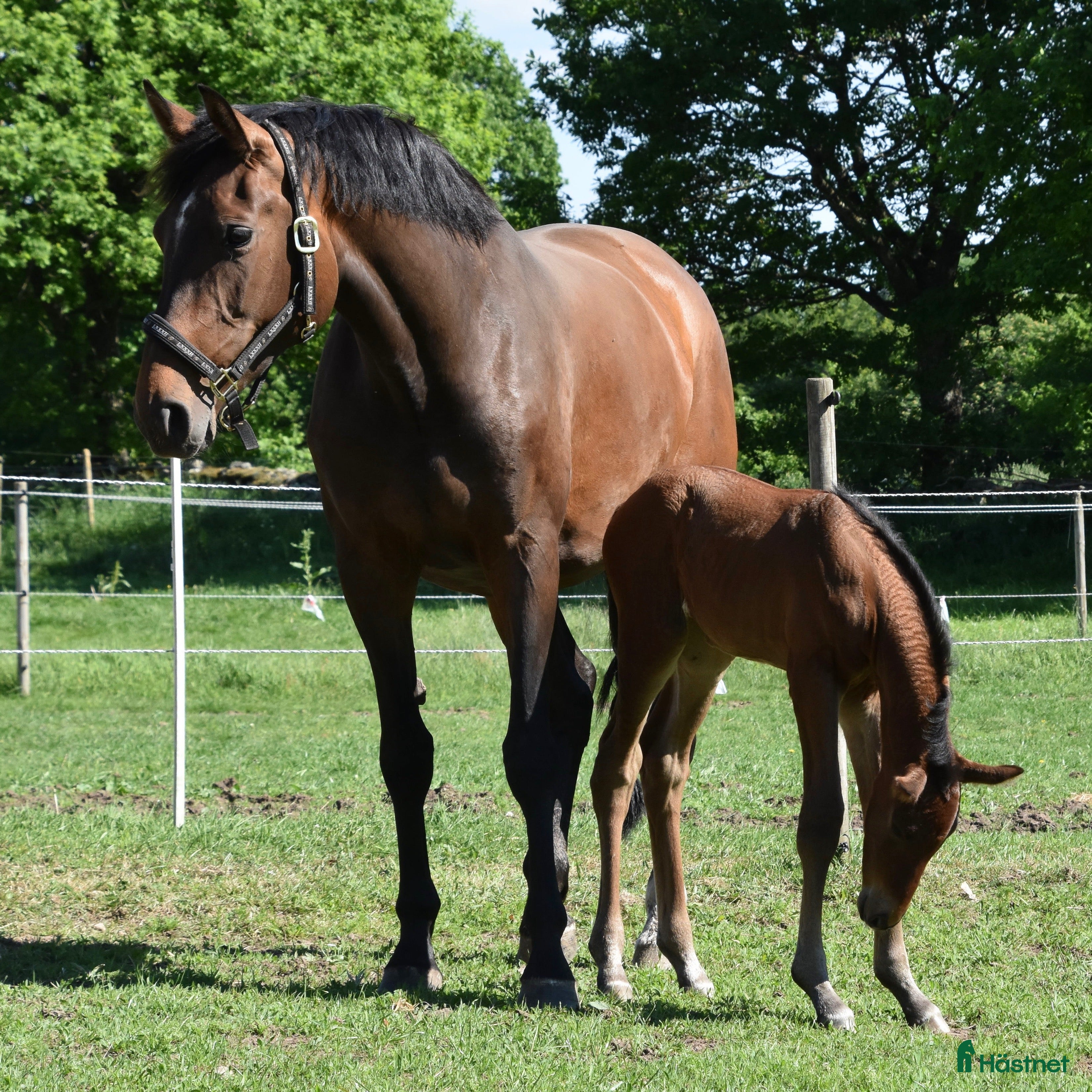  hästar Trevligt sto med prestationstam - Annons 2