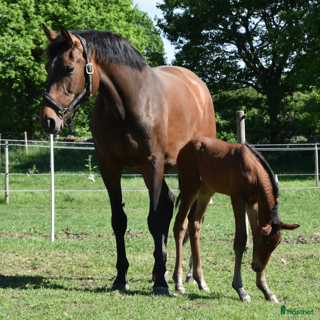 Avelshästar hästar till salu: Trevligt sto med prestationstam - Annons 1