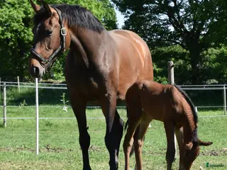 hästar Trevligt sto med prestationstam - Annons 2
