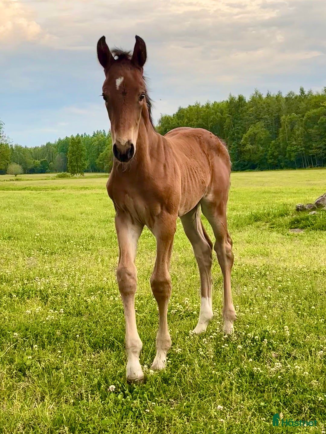 Hoppning hästar till salu: Vackert hingstföl med prestationsstam i Odensbacken - Annons 1