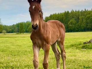 hästar Vackert hingstföl med prestationsstam i Odensbacken - Annons 1