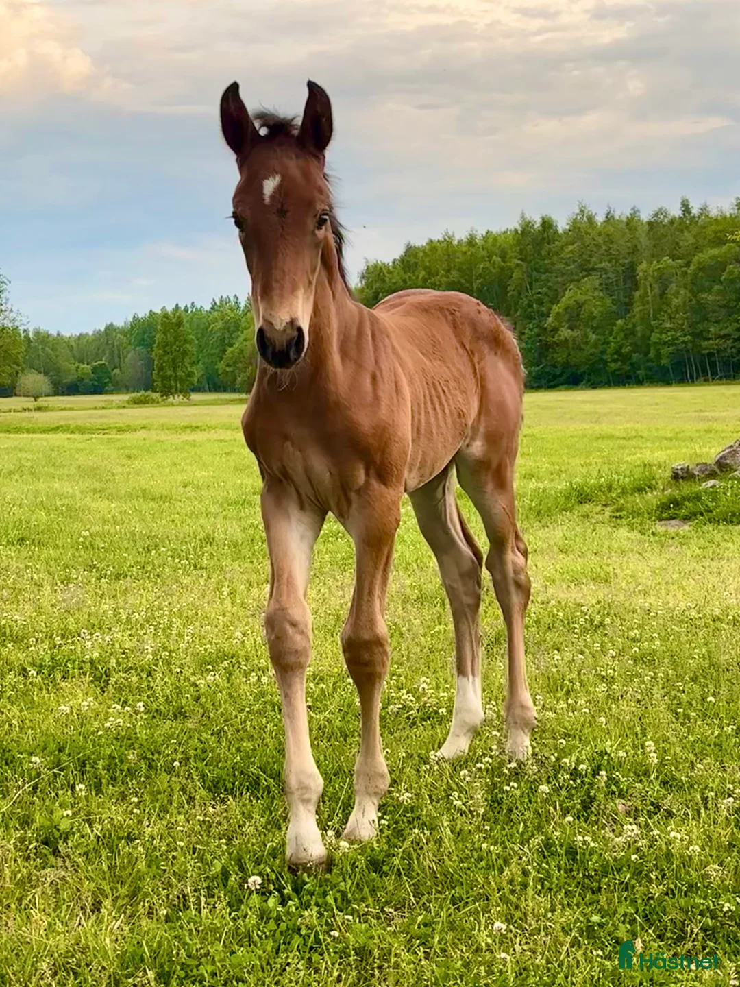 Hoppning hästar till salu: Vacker åring med prestationsstam - Annons 3