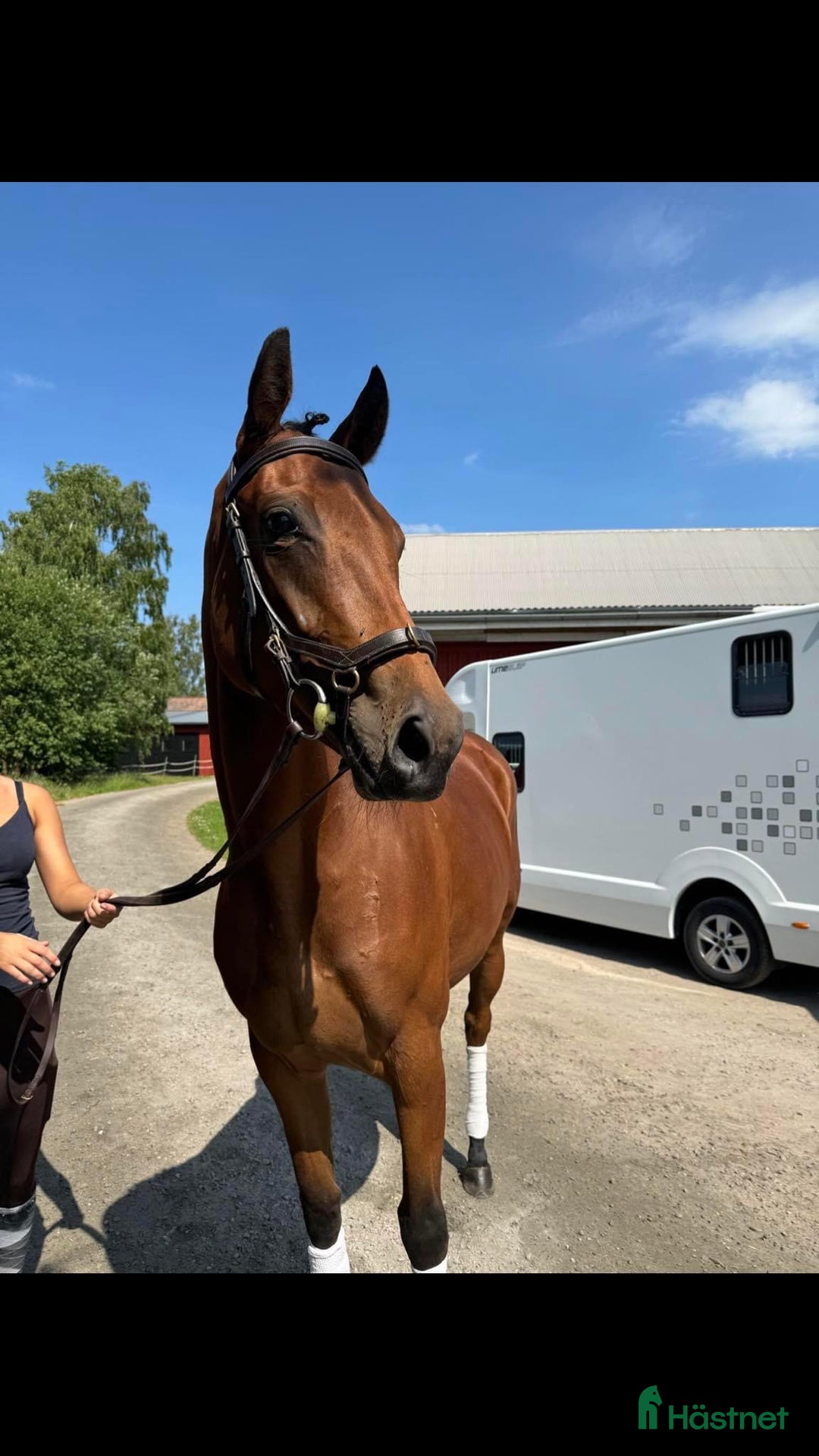 Allround hästar till salu: 4-årigt engelskt fullblod i Borås - Annons 2