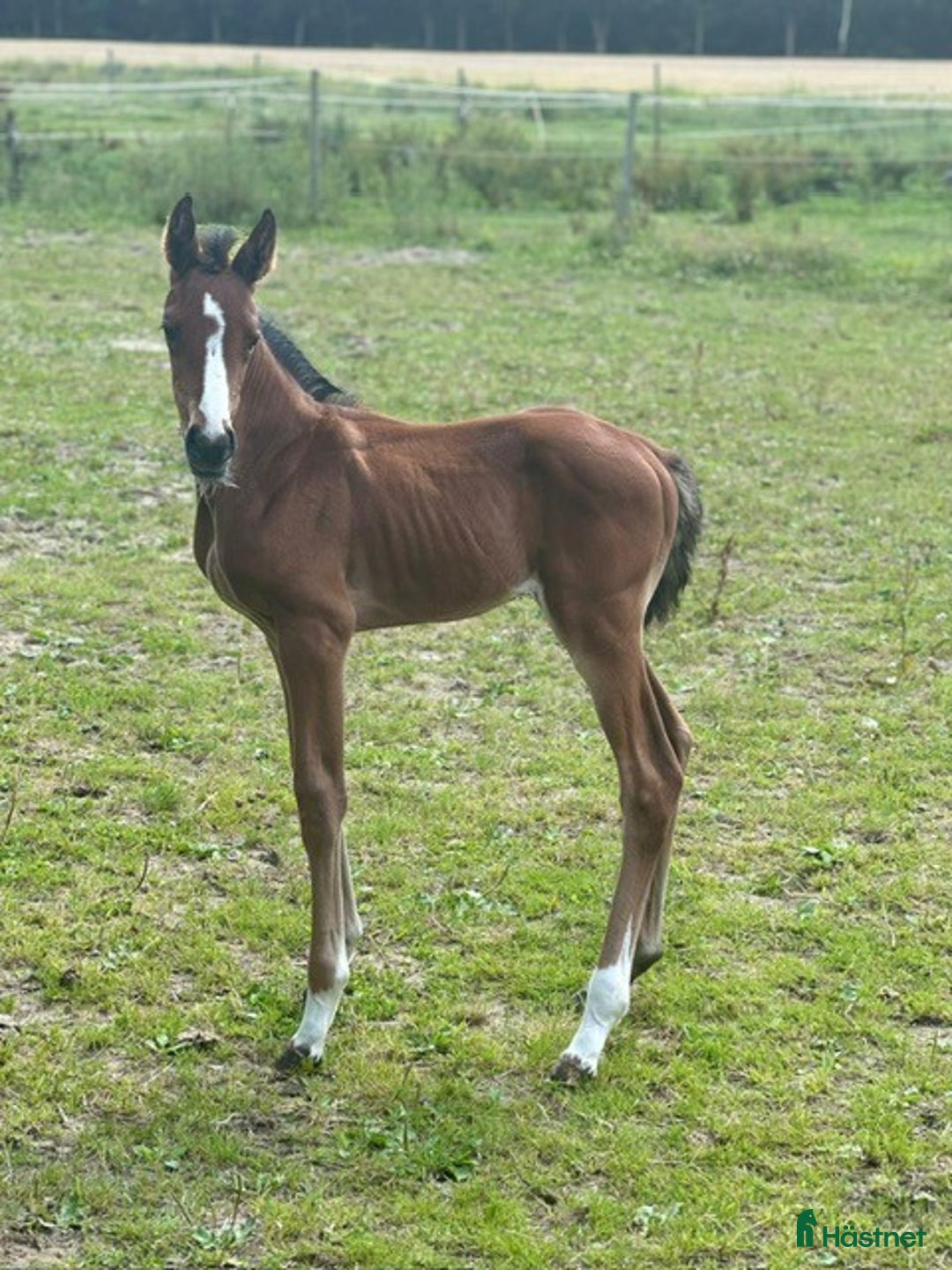 Hoppning hästar till salu: Daisy Jones - Söt och välstammad i Vadstena - Annons 3