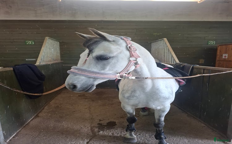  hästar i Hölö - Annons 11