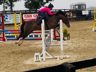 hästar Welsh gelding 140cm i Ljungby - Annons 4