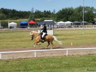 hästar i Sandared - Annons 19