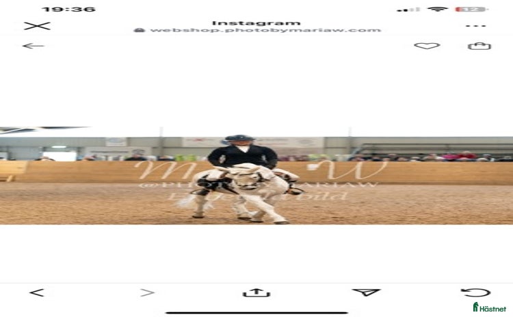  hästar i Viken - Annons 7