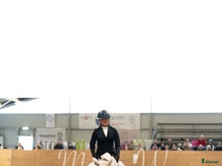 hästar i Viken - Annons 27