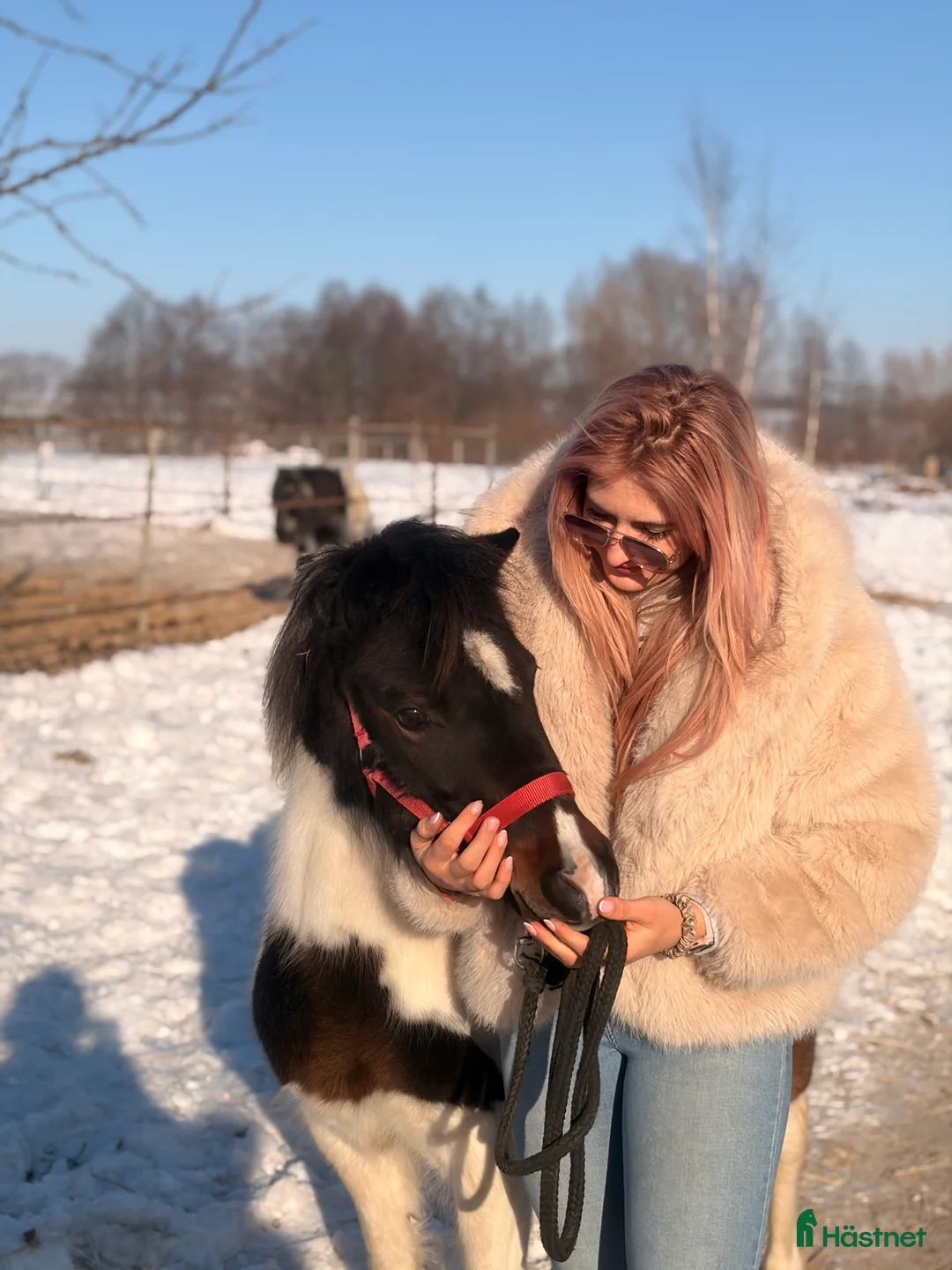 Hoppning hästar till salu: Beautifull jumping pony! i Ystad - Annons 4