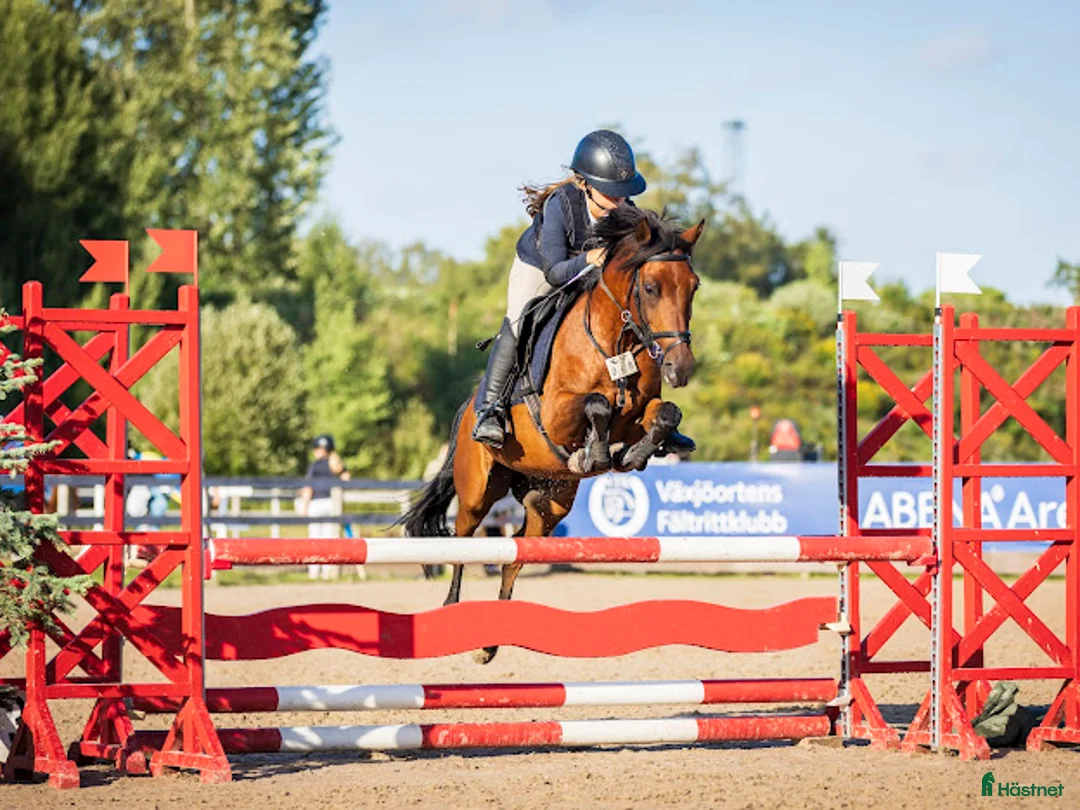 Hoppning hästar till salu: Fantastisk tävlingsponny för den lilla ryttaren! - Annons 3